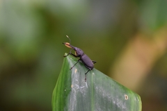 Rhinostomus barbirostris image