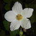 Rubus neomexicanus - Photo (c) Jeff Stauffer, todos los derechos reservados, subido por Jeff Stauffer