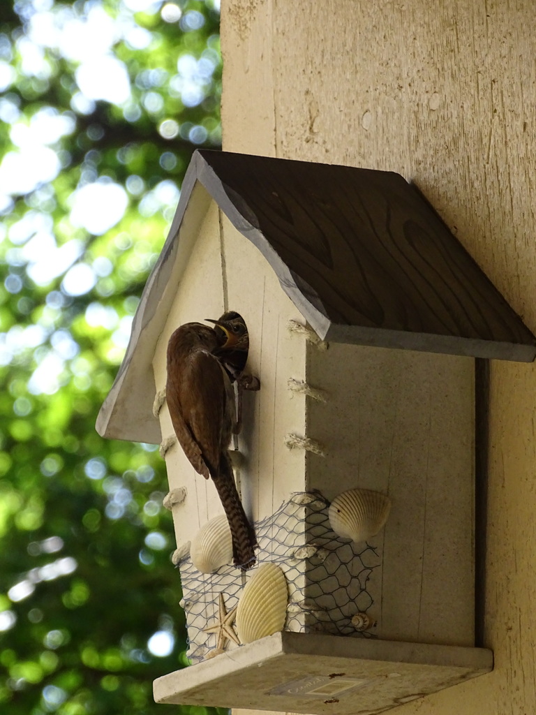 bewick-s-wren-from-8801-north-fm-620-austin-texas-78726-on-april-15