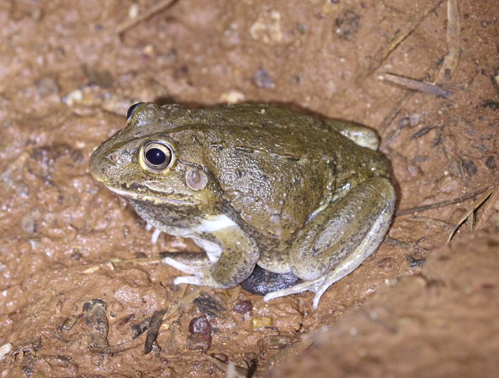 New Holland Frog from Opalton QLD 4735, Australia on January 13, 2022 ...