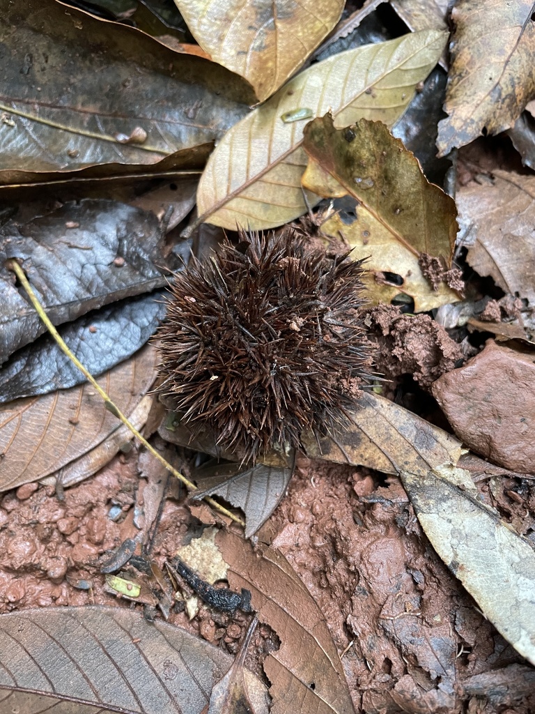 Castanopsis mekongensis (Castanopsis mekongensis)