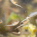 California Fairy Shrimp - Photo (c) Alice Abela, all rights reserved