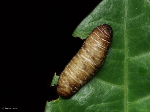 Harold Dundee's Leatherback Slug