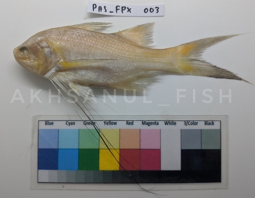 Filimon Fish Genus Filimanus · iNaturalist
