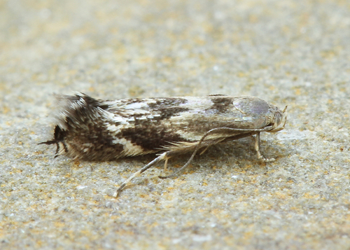 Elachista helodella
