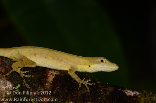 White Anole