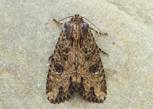 Apamea apamiformis