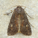 Doubtful Apamea Moth - Photo (c) Michael King, all rights reserved, uploaded by Michael King