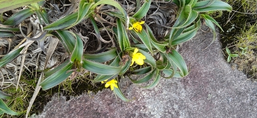 Barbacenia exscapa · iNaturalist