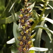 Epidendrum brachystelestachyum - Photo (c) Rudy Gelis, todos los derechos reservados, subido por Rudy Gelis