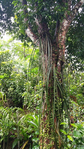 Paraphalaenopsis