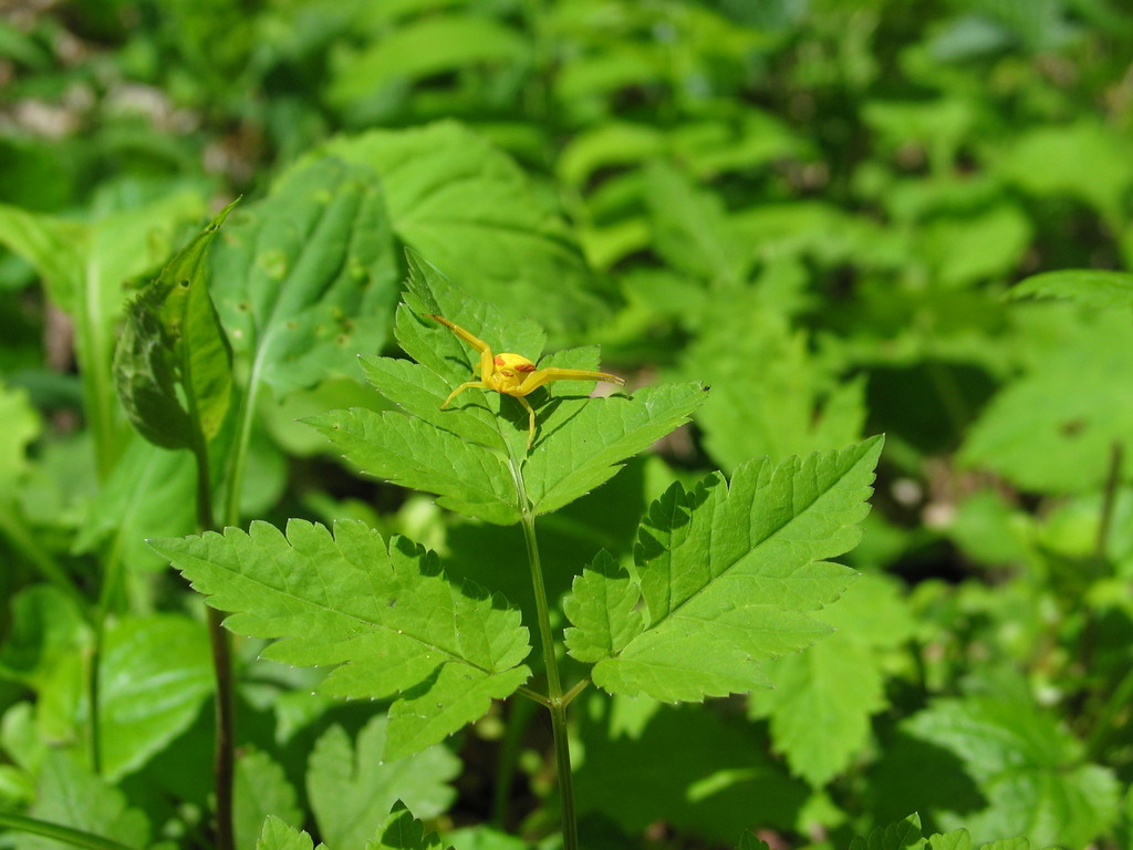 Goldenrod Crab Spider from Sevier, Great Smoky Mountains National Park, Tennessee, United States