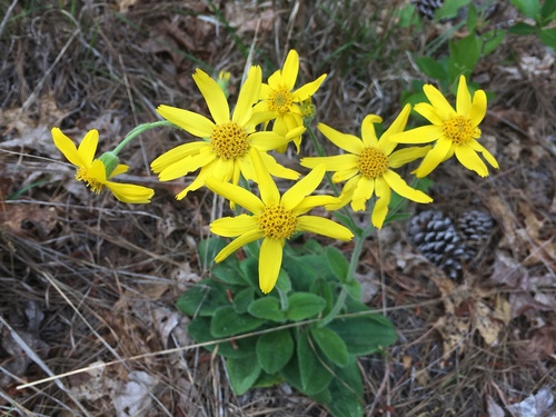 Arnica acaulis (Walter) Britton, Sterns & Poggenb.