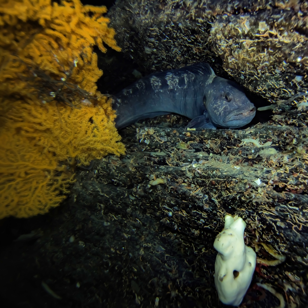 Atlantic Wolf Fish