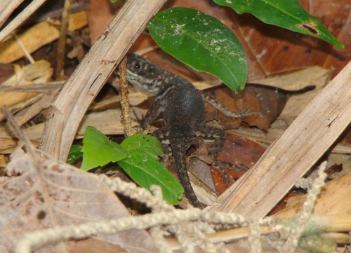 Cerrado Lava Lizard