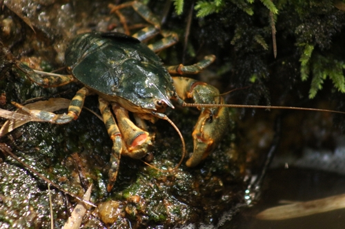 Genus Aegla · iNaturalist