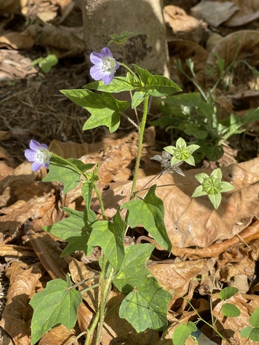 violettas