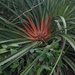 Bromelia magnifica - Photo (c) Kairo Michel, all rights reserved, uploaded by Kairo Michel