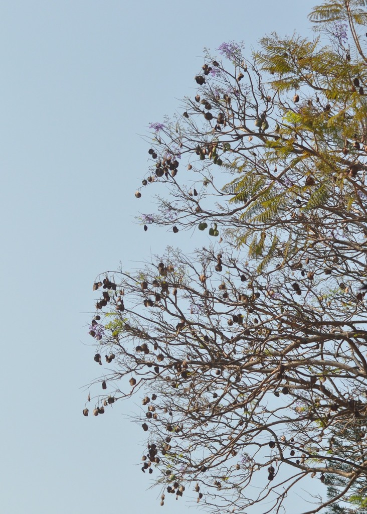 blue jacaranda from Sommerschield, Maputo, Mozambique on August 27 ...