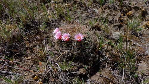 Mammillaria discolor
