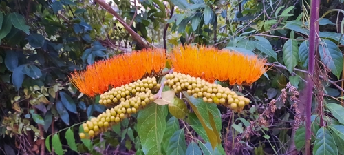 Combretum fruticosum