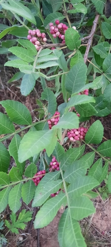Brazilian pepper