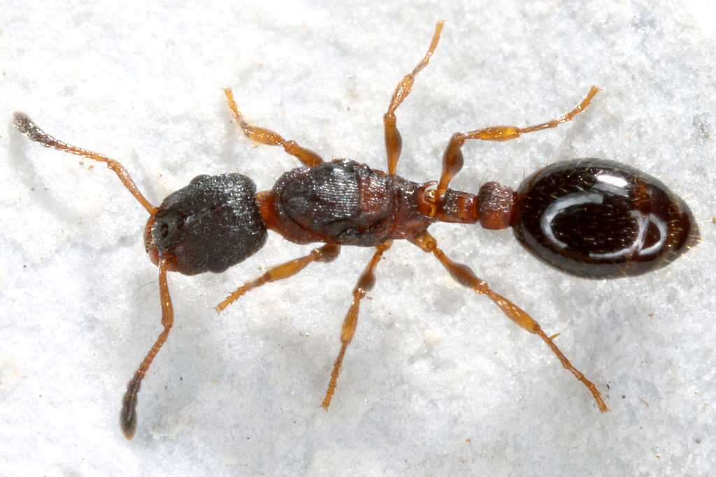 Leptothorax acervorum from Bezirk Spittal an der Drau, Österreich on