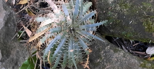 Dyckia delicata