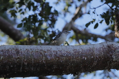 Mimus polyglottos image