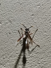 Apoica pallens image