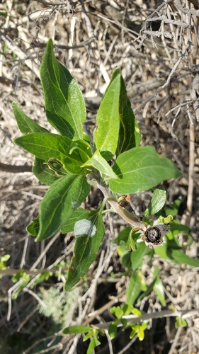 iNaturalist observation photo of California brittlebush
