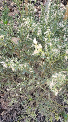 iNaturalist observation photo of coyote brush