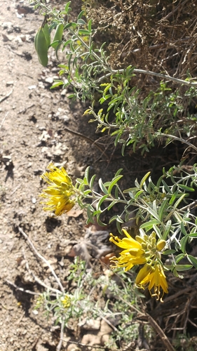 iNaturalist observation photo of Bladderpod
