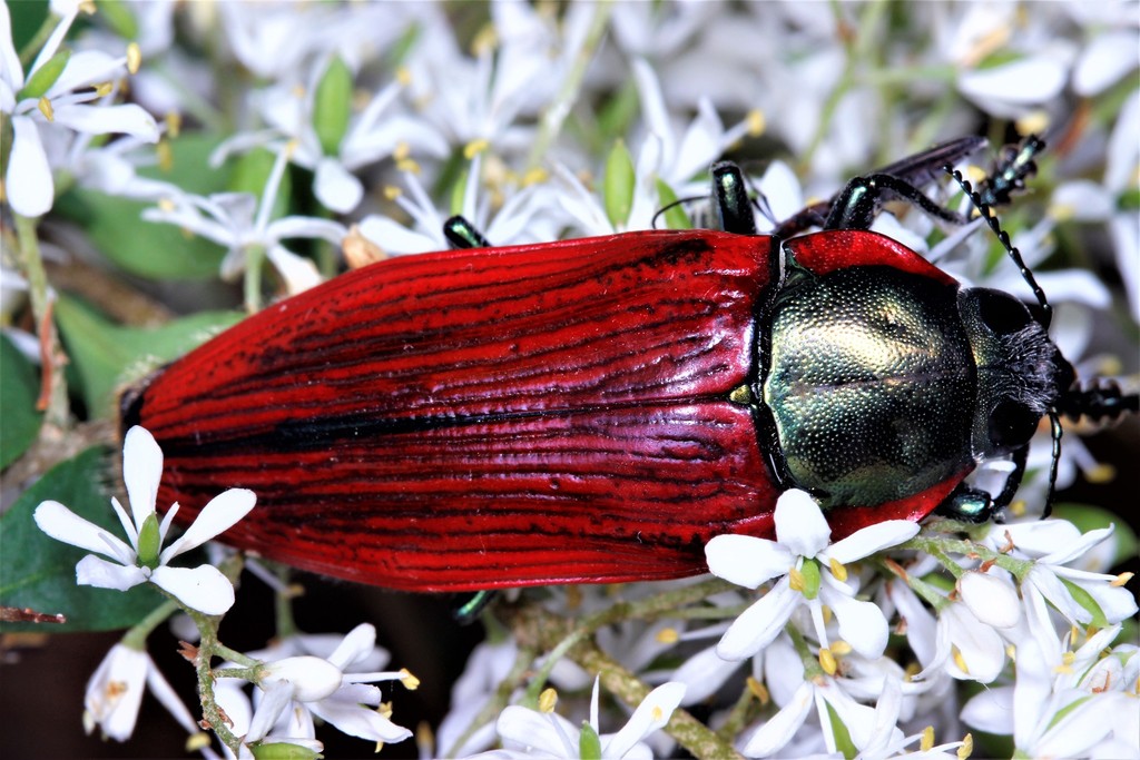 Genus Temognatha · iNaturalist