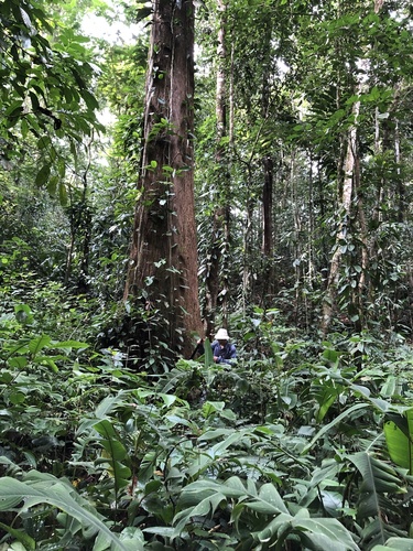 Lecythis ampla - Whole tree