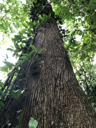 Lecythis ampla - Whole tree