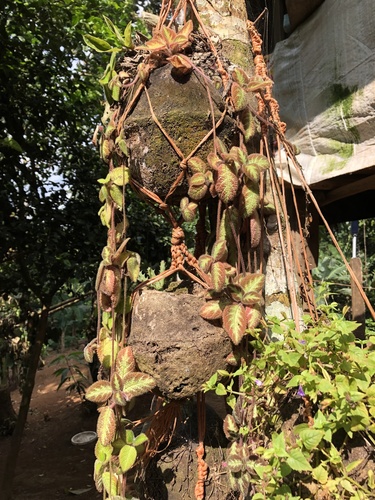 Lecythis ampla - Fruit