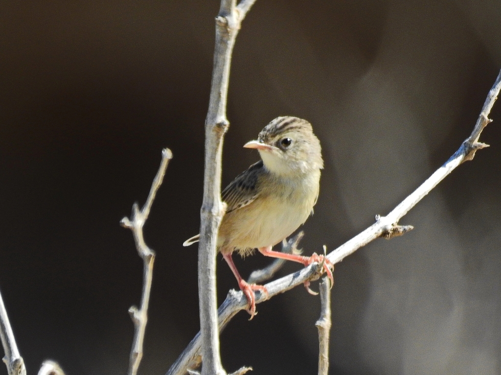 Socotra Cisticola photo