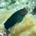 Chestnut Blenny - Photo (c) Hickson Fergusson, all rights reserved, uploaded by Hickson Fergusson