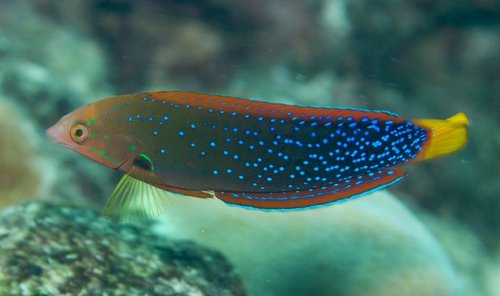 Yellowtail Coris