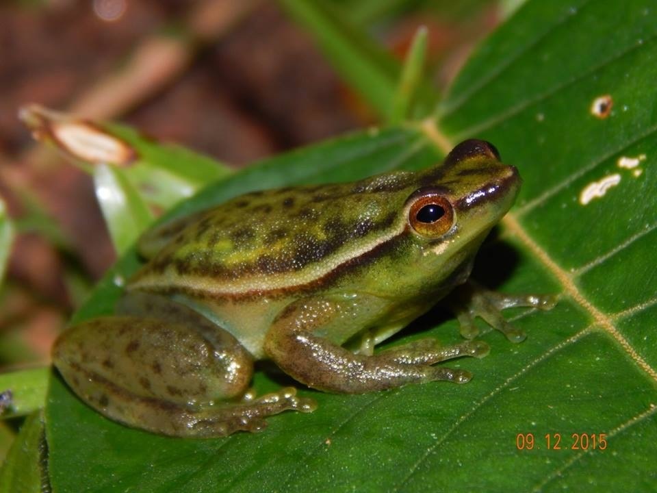 Espinhaço Hatchet-faced Tree Frog (Sphaenorhynchus canga