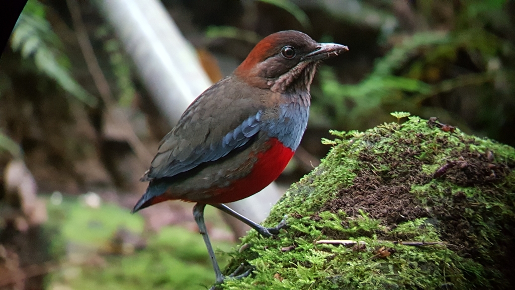 Whiskered Pitta (Erythropitta kochi) photo