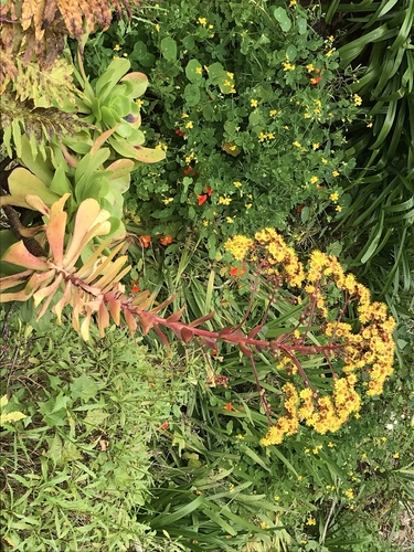Viscid Houseleek