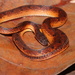 Wucherer's Ground Snake - Photo (c) Arthur de Sena, all rights reserved, uploaded by Arthur de Sena