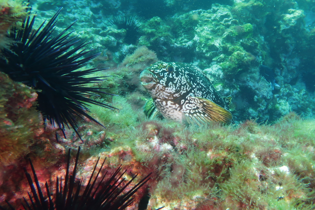 Marblefish