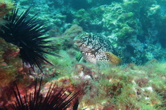 Marblefish
