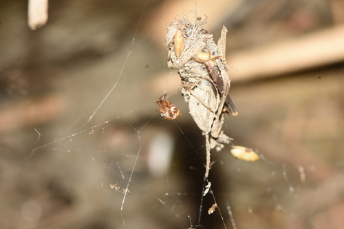 Parasteatoda transipora