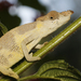 Matschie's Dwarf Chameleon - Photo (c) David Beadle, all rights reserved, uploaded by David Beadle