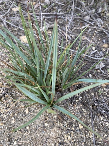 Chaparral Yucca seedling