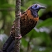 Ocellated Antbird - Photo (c) Guillermo Nagy Aramacao Tours, all rights reserved, uploaded by Guillermo Nagy Aramacao Tours